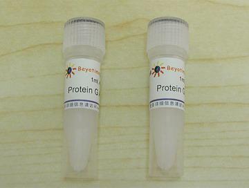 Protein G Agarose (Fast Flow, 进口分装)